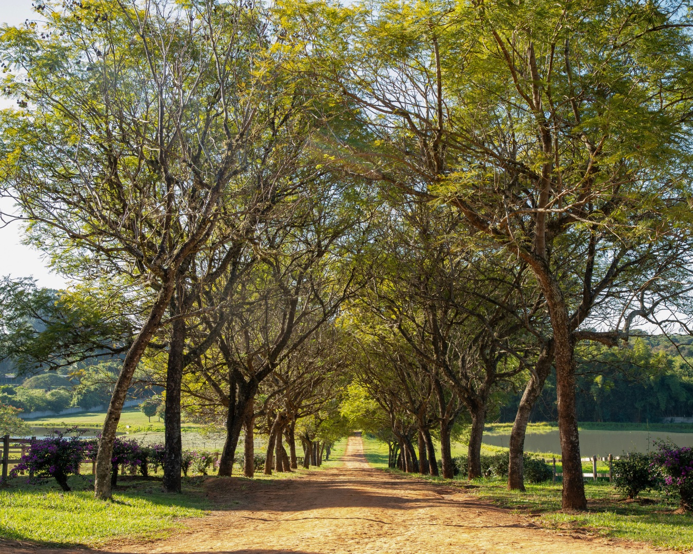 Fotografia real da alameda arborizada de Helvetia